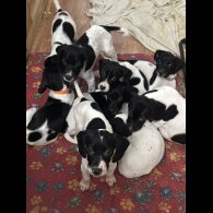 English Springer Spaniel - Both