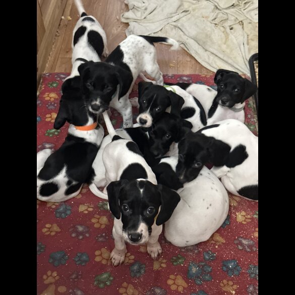 English Springer Spaniel - Both