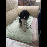 English Springer Spaniel - Both
