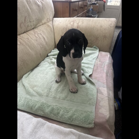 English Springer Spaniel - Both