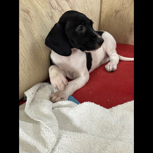 English Springer Spaniel - Both