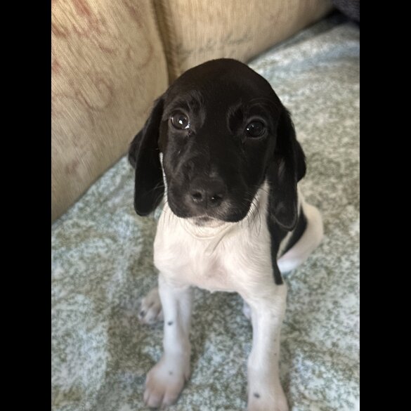 English Springer Spaniel - Both