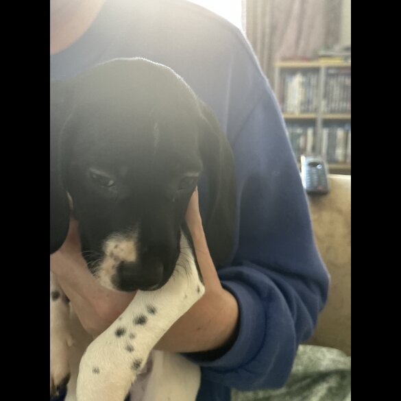 English Springer Spaniel - Both