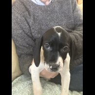 English Springer Spaniel - Both