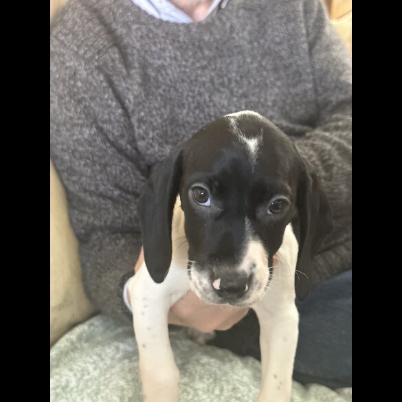 English Springer Spaniel - Both