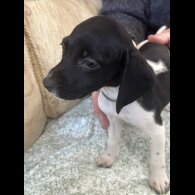 English Springer Spaniel - Both