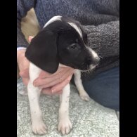 English Springer Spaniel - Both