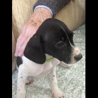 English Springer Spaniel - Both