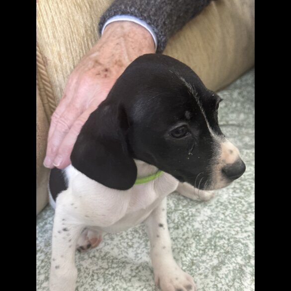 English Springer Spaniel - Both