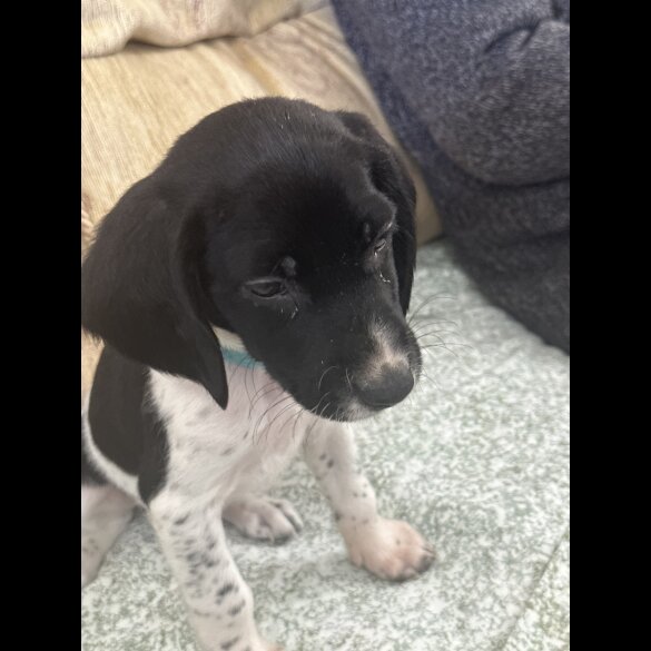 English Springer Spaniel - Both