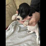 English Springer Spaniel - Both