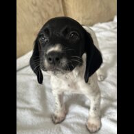 English Springer Spaniel - Both