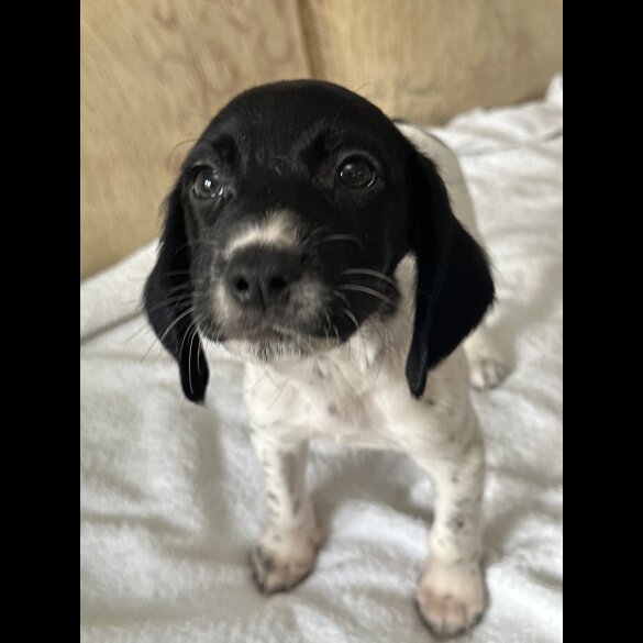 English Springer Spaniel - Both