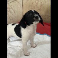 English Springer Spaniel - Both