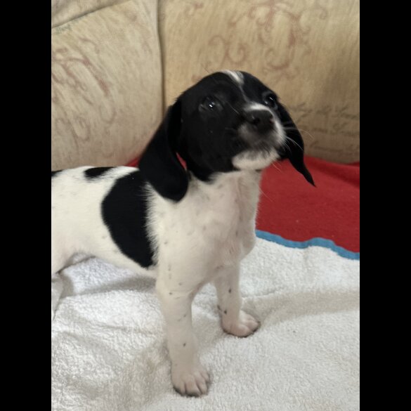 English Springer Spaniel - Both