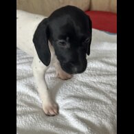 English Springer Spaniel - Both