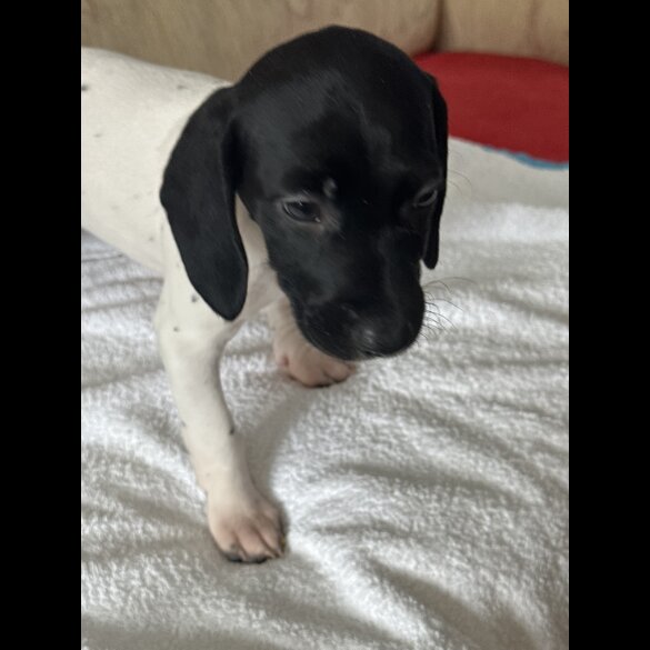 English Springer Spaniel - Both