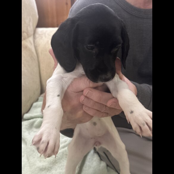 English Springer Spaniel - Both