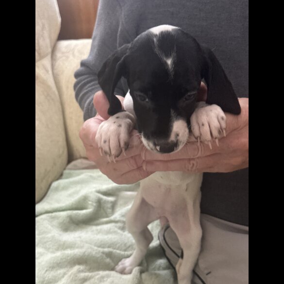 English Springer Spaniel - Both