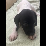 English Springer Spaniel - Both