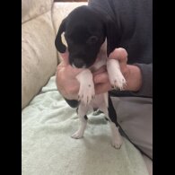English Springer Spaniel - Both