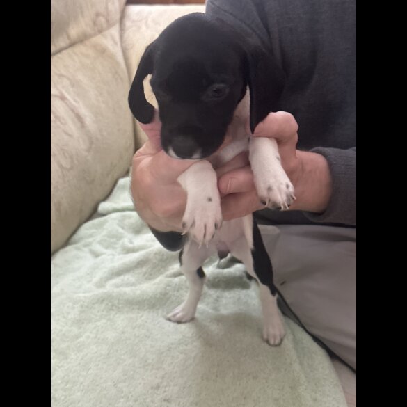 English Springer Spaniel - Both