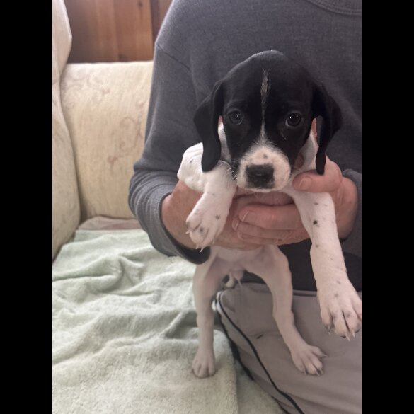 English Springer Spaniel - Both