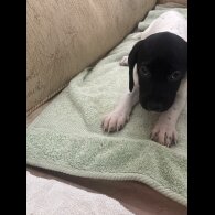 English Springer Spaniel - Both