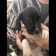 English Springer Spaniel - Both