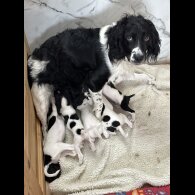 English Springer Spaniel - Both