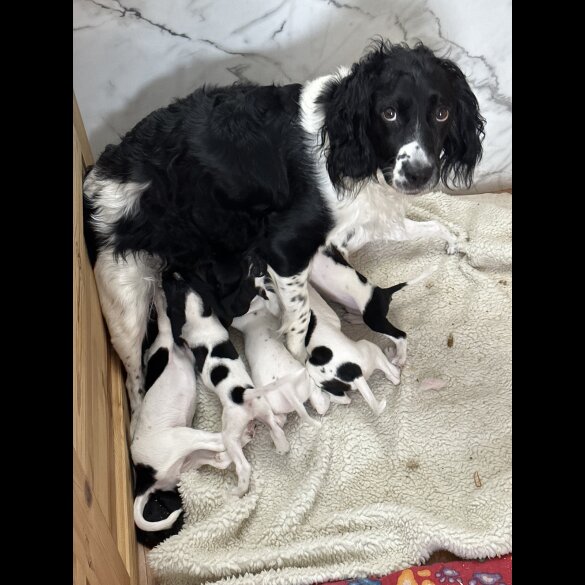 English Springer Spaniel - Both