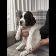 English Springer Spaniel - Both