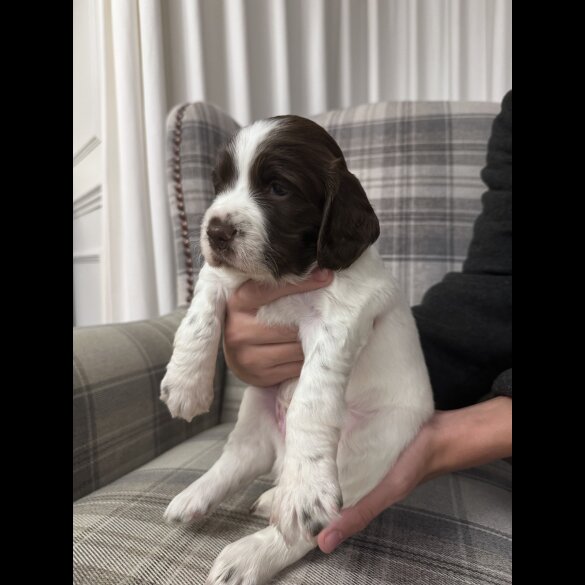 English Springer Spaniel - Both