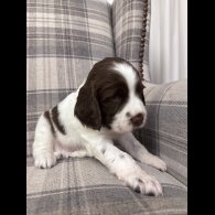 English Springer Spaniel - Both