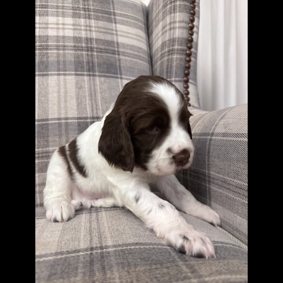 English Springer Spaniel - Both