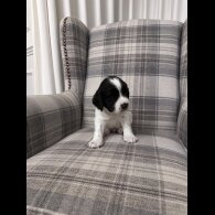 English Springer Spaniel - Both