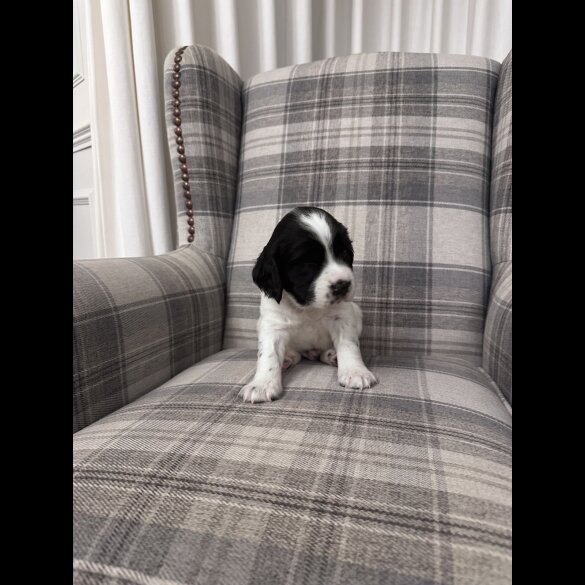 English Springer Spaniel - Both