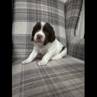 English Springer Spaniel - Both