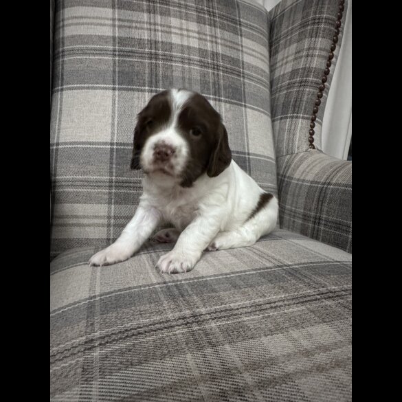 English Springer Spaniel - Both