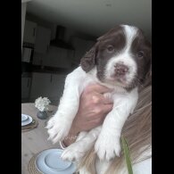 English Springer Spaniel - Both