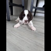 English Springer Spaniel - Both