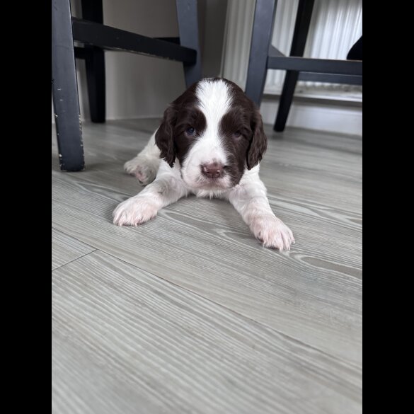 English Springer Spaniel - Both