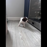 English Springer Spaniel - Both