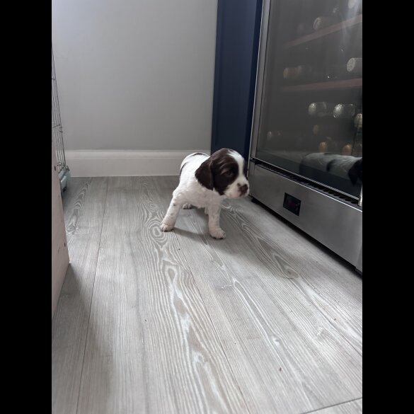 English Springer Spaniel - Both