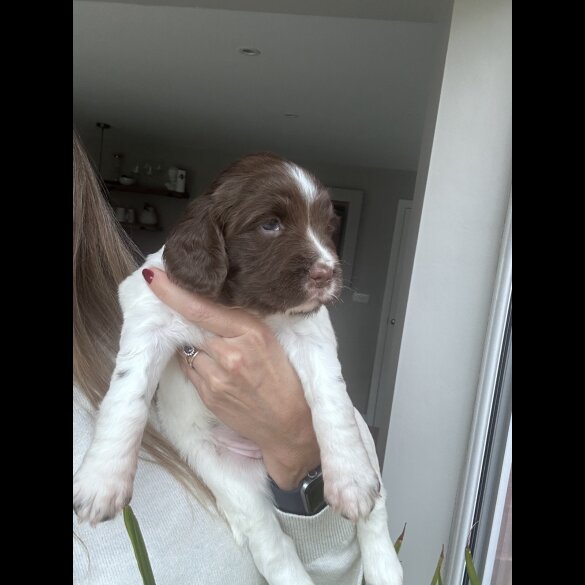 English Springer Spaniel - Both