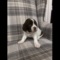English Springer Spaniel - Both