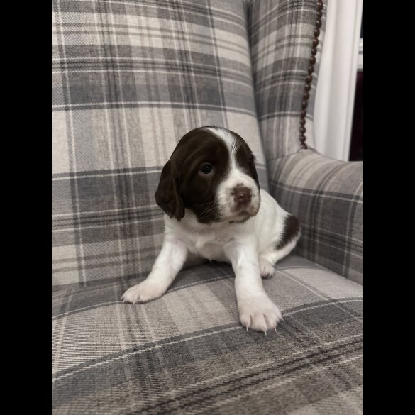 English Springer Spaniel - Both