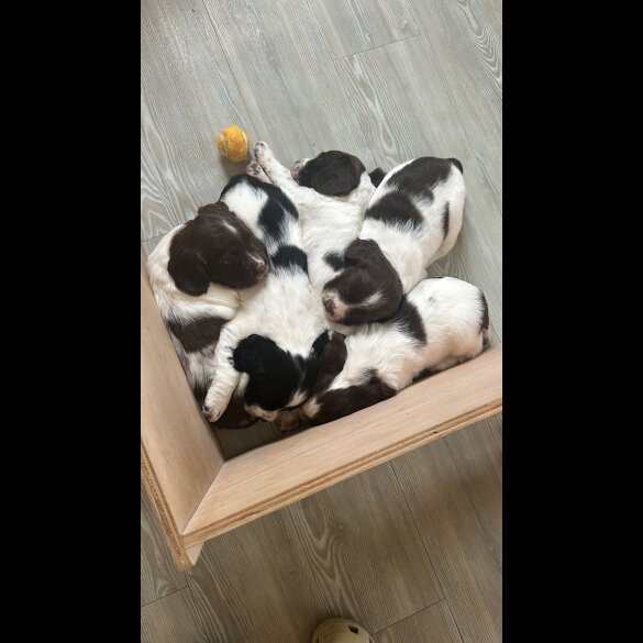 English Springer Spaniel - Both