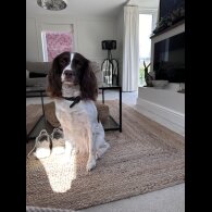 English Springer Spaniel - Both