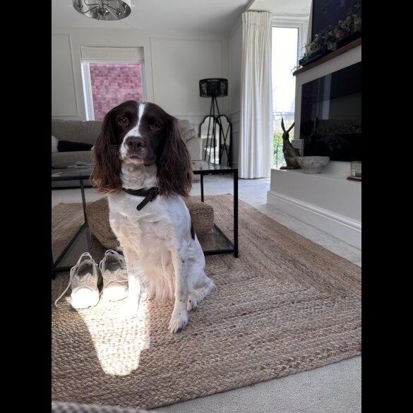 English Springer Spaniel - Both